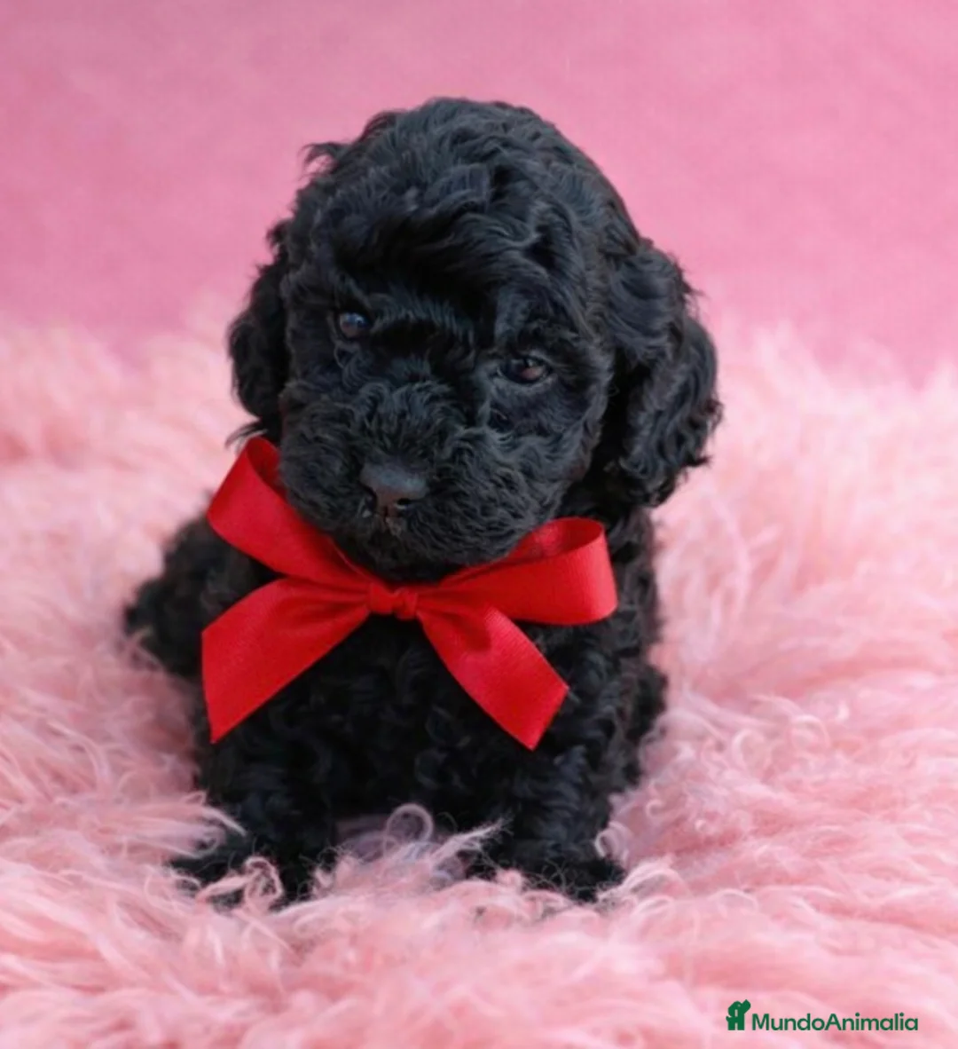 Caniche Toy perros en venta: Caniche toy  - Anuncio 1