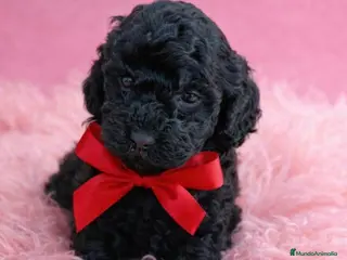 Caniche Toy perros Caniche toy - Anuncio 1