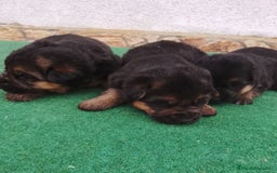 Pastor Alemán perros en venta: Pastor alemán  - Imagen 3