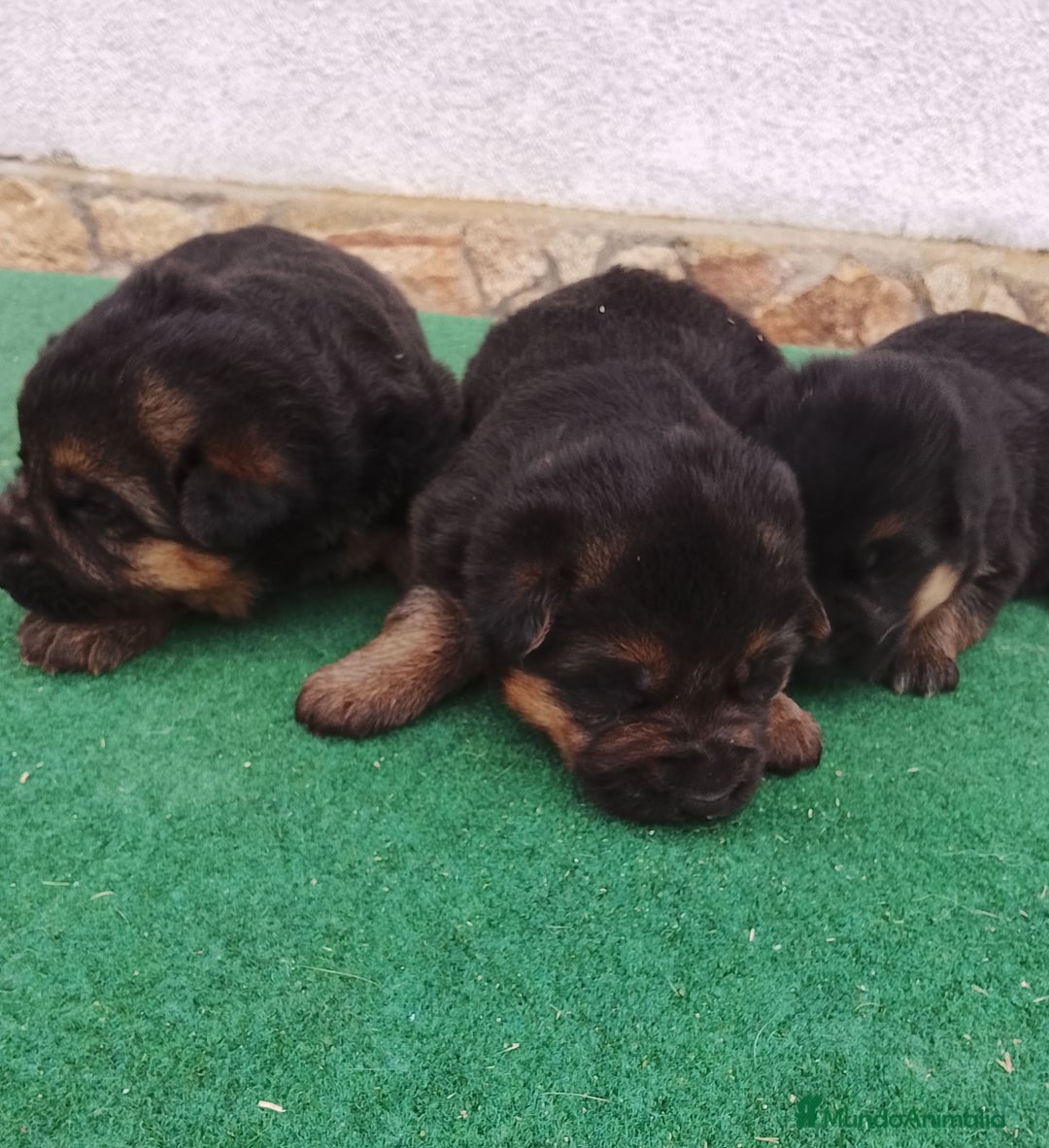 Pastor Alemán perros en venta: Pastor alemán  - Imagen 3