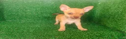 Chihuahua perros en venta: Chihuahua  - Anuncio 13