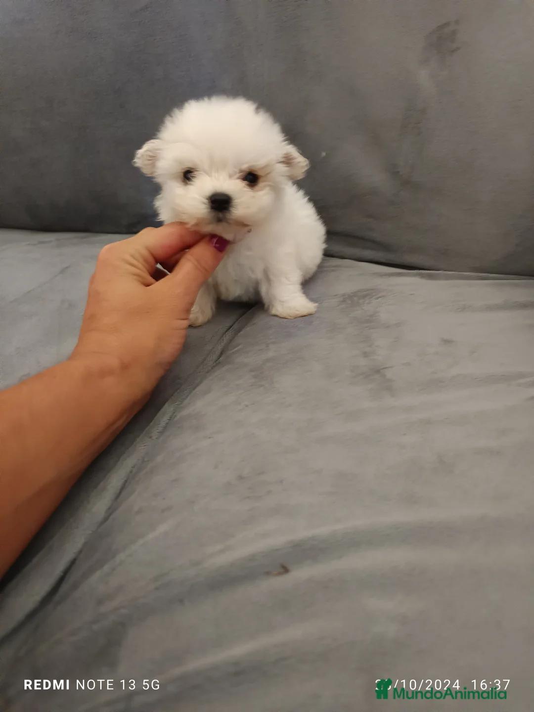 Bichón Maltés perros en venta: Bichón maltés americano en Badajoz - Anuncio 2