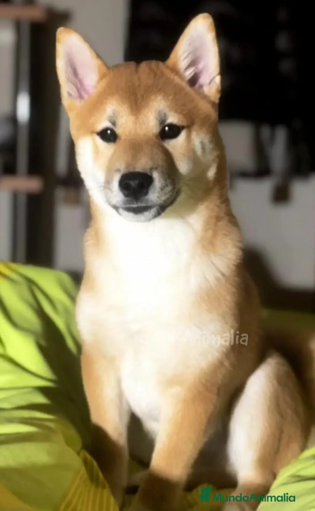 Imagen de galería {{count}}