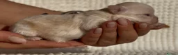 Chihuahua perros en venta: CHIHUAHUA CABEZA DE MANZANA LÍNEA RUSA MERLE - Anuncio 2
