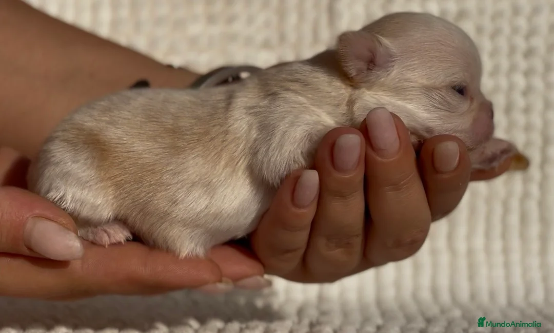 Chihuahua perros en venta: CHIHUAHUA CABEZA DE MANZANA LÍNEA RUSA MERLE - Anuncio 2