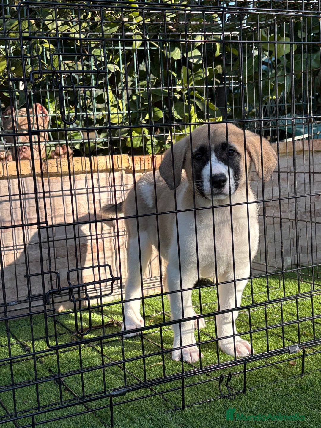 Mastín Español perros en venta: Cachorra de mastín español  - Anuncio 4