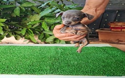 Ratón de Praga perros en venta: Raton de praga - Imagen 12