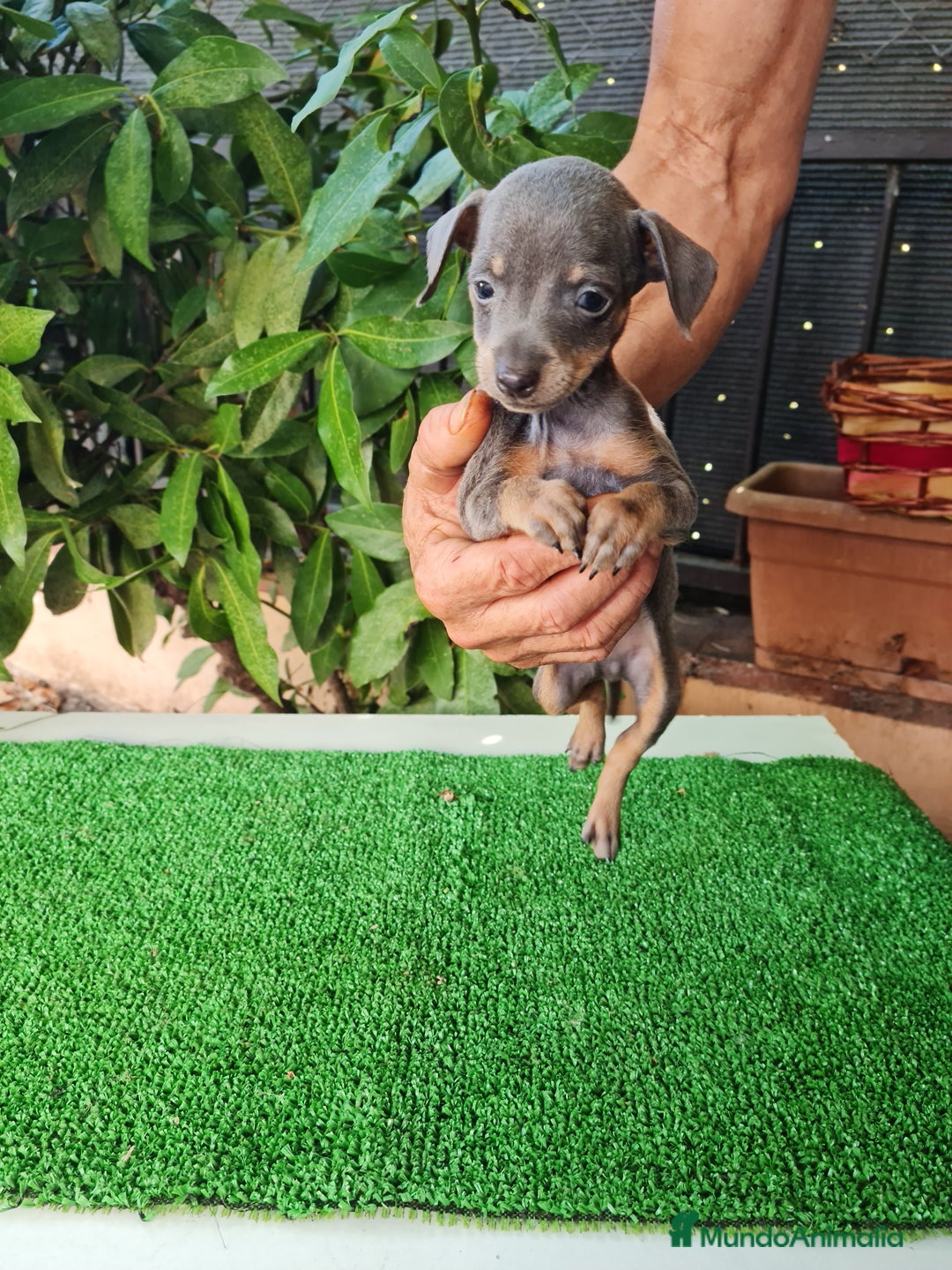 Ratón de Praga perros en venta: Raton de praga - Imagen 12