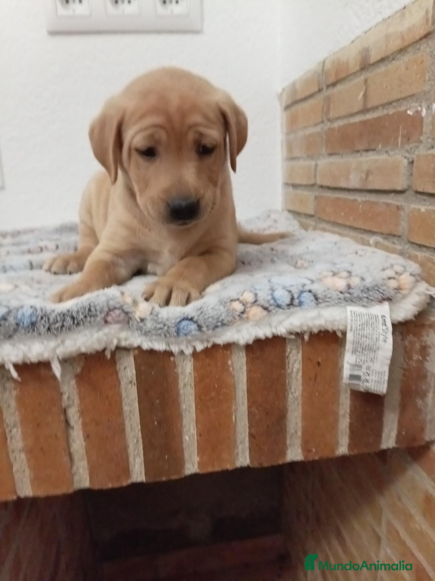 Labrador Retriever perros Labrador retriever - Anuncio 2