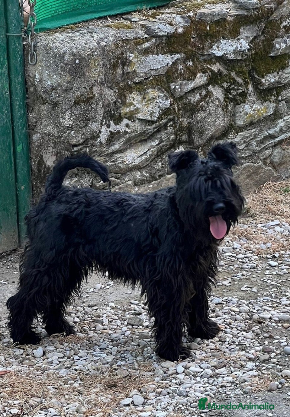 Schnauzer Miniatura perros Schnauzee mini - Anuncio 2