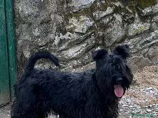 Schnauzer Miniatura perros Schnauzee mini - Anuncio 2