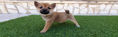 Shiba Inu Cachorro 3