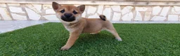 Shiba Inu perros en venta: Shiba Inu Calidad Top - Anuncio 9