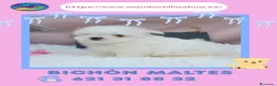 Bichón Maltés perros en venta: Bichón maltes enano ✨ - Anuncio 1