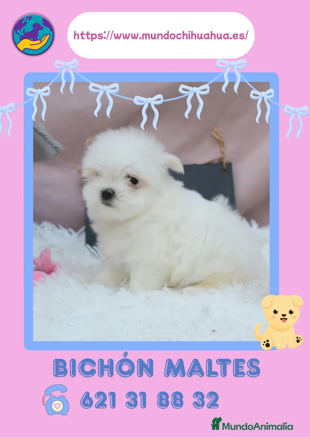 Bichón Maltés perros en venta: Bichón maltes enano ✨ - Anuncio 1