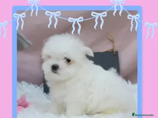 Bichón Maltés perros Bichón maltes enano ✨ - Anuncio 25