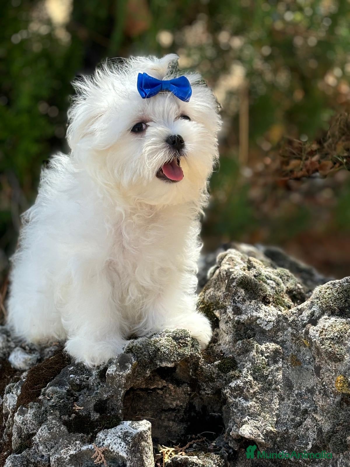 Bichón Maltés perros Bichon Maltés  - Anuncio 2