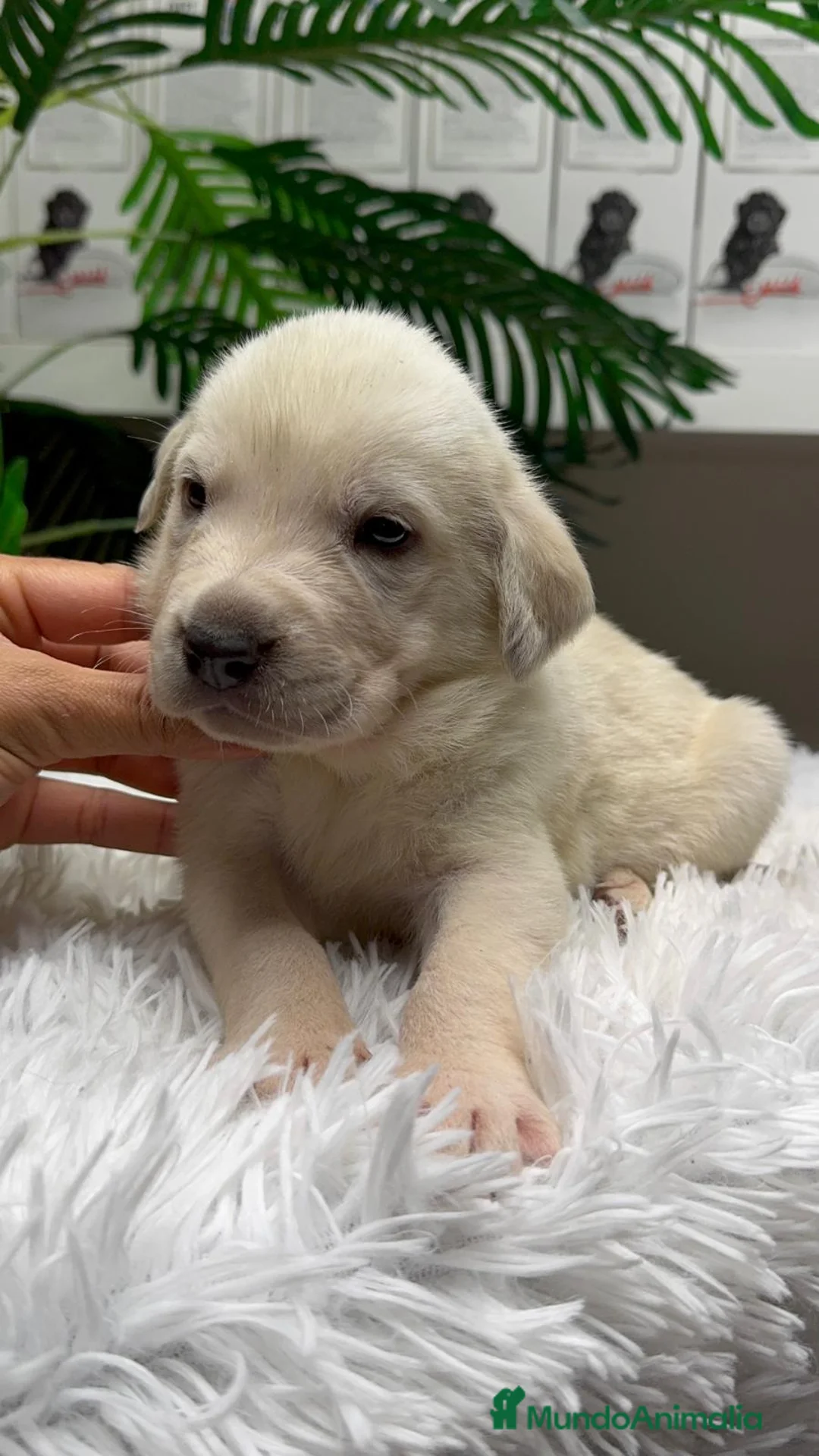 Mastín Español perros en venta: MASTIN ESPAÑOL - Anuncio 11