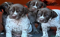 Braco Francés tipo Pirineos Talla Pequeña perros en venta: RESERVA DE CAMADA "E" DE BRACO BRANCÉS - Imagen 1
