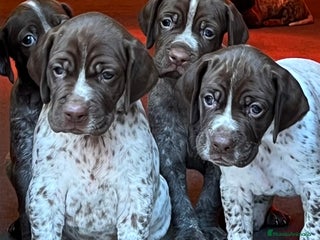 Braco Francés tipo Pirineos Talla Pequeña perros - Anuncio 14