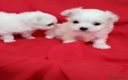Bichón Maltés perros en venta: Bichon maltés toy coreanos - Imagen 6