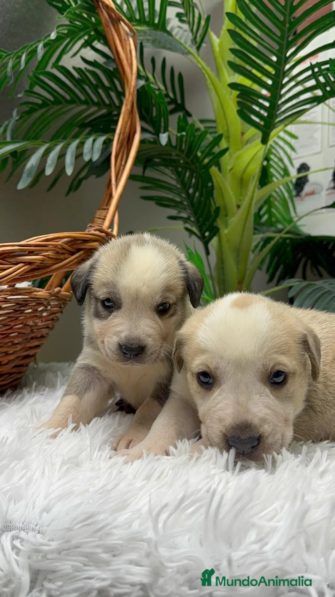 Mastín Español perros en venta: MASTIN ESPAÑOL - Anuncio 17