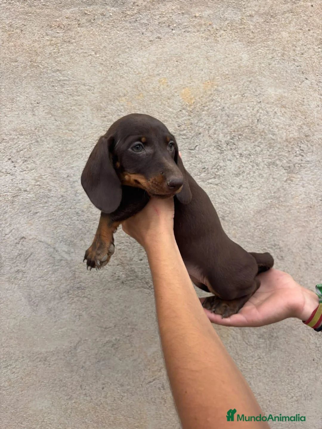 Teckel Miniatura perros en venta: Tecker hembras - Anuncio 9