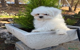 Bichón Maltés perros en venta: Bichon Maltés Toy garantizado.  - Imagen 2