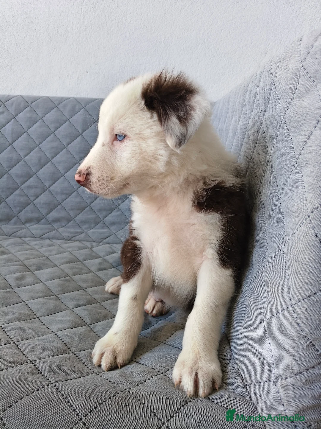 Border Collie perros en venta: BORDER COLLIE - Anuncio 4