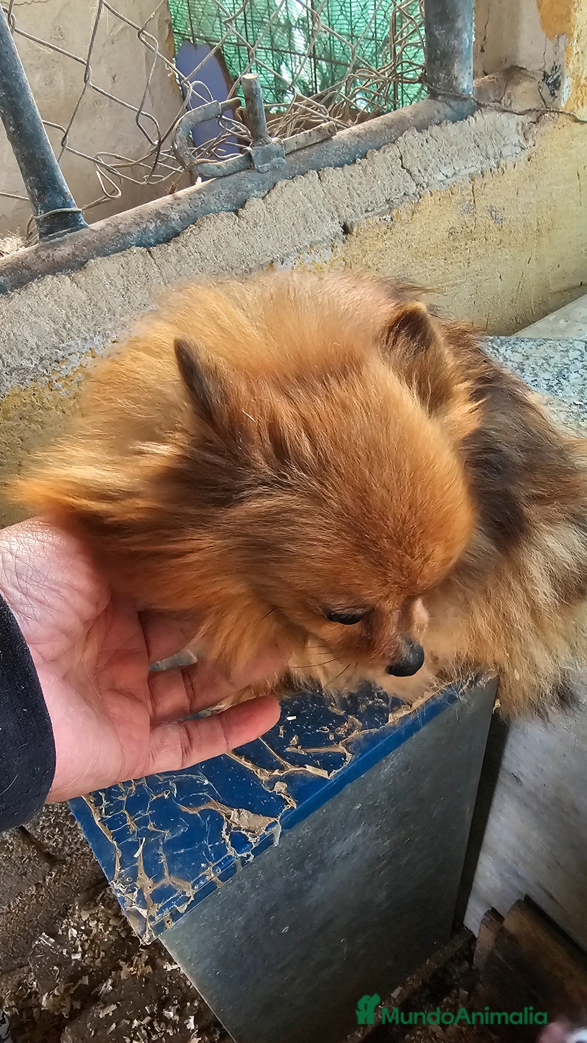 Pomerania perros Preciosas hembras de Pomerania mini - Anuncio 2