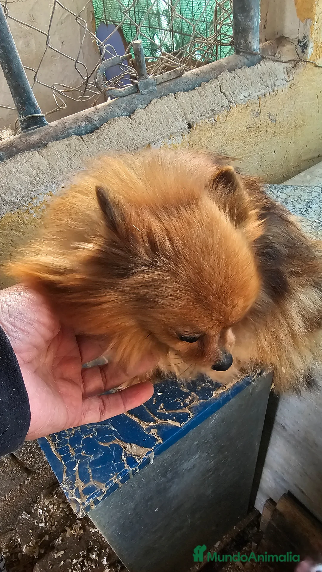 Pomerania perros en venta: Preciosas hembras de Pomerania mini - Anuncio 1