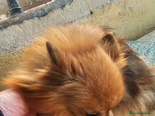 Pomerania perros Preciosas hembras de Pomerania mini - Anuncio 2
