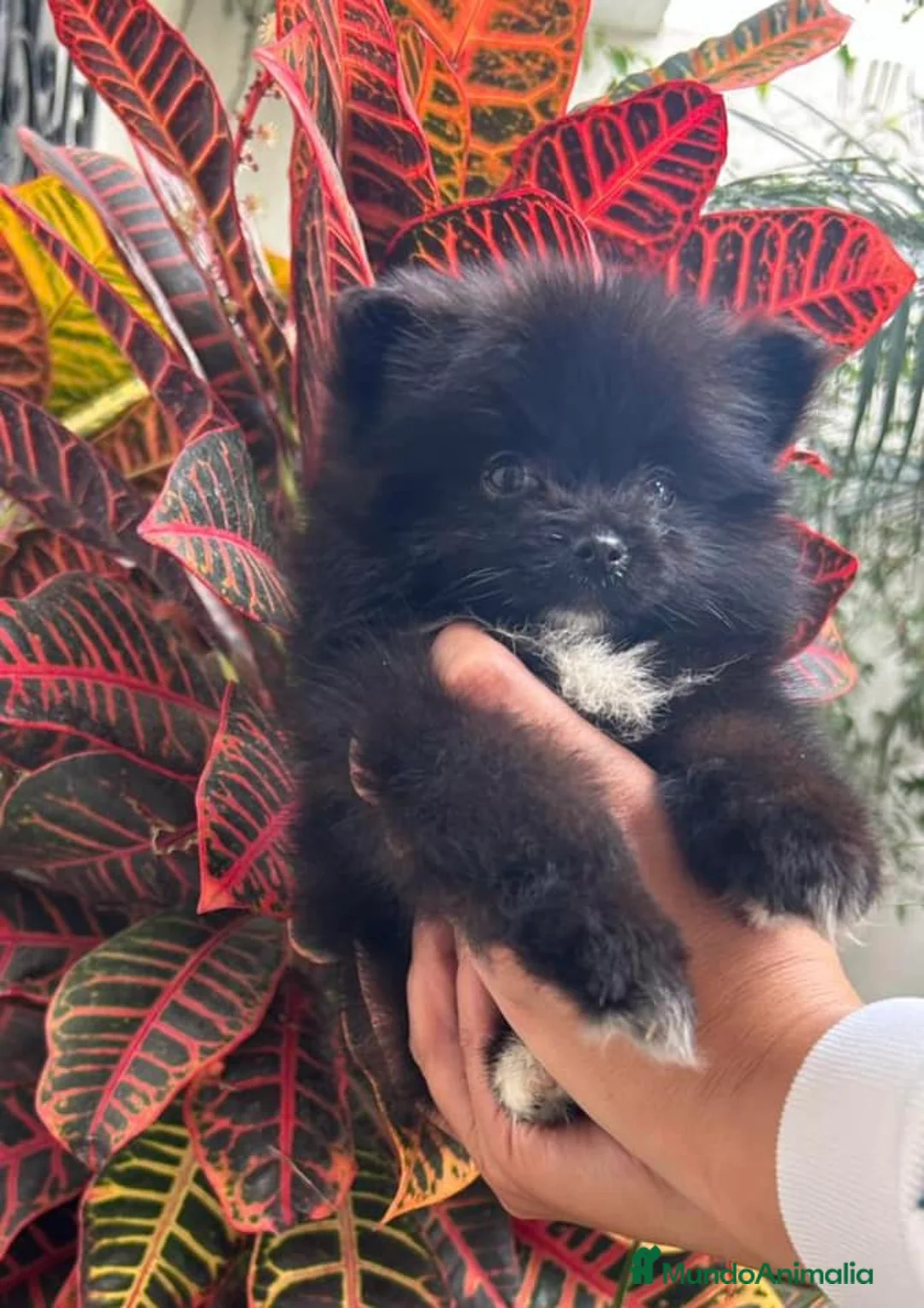 Pomerania perros en venta: POMERANIA - Anuncio 1