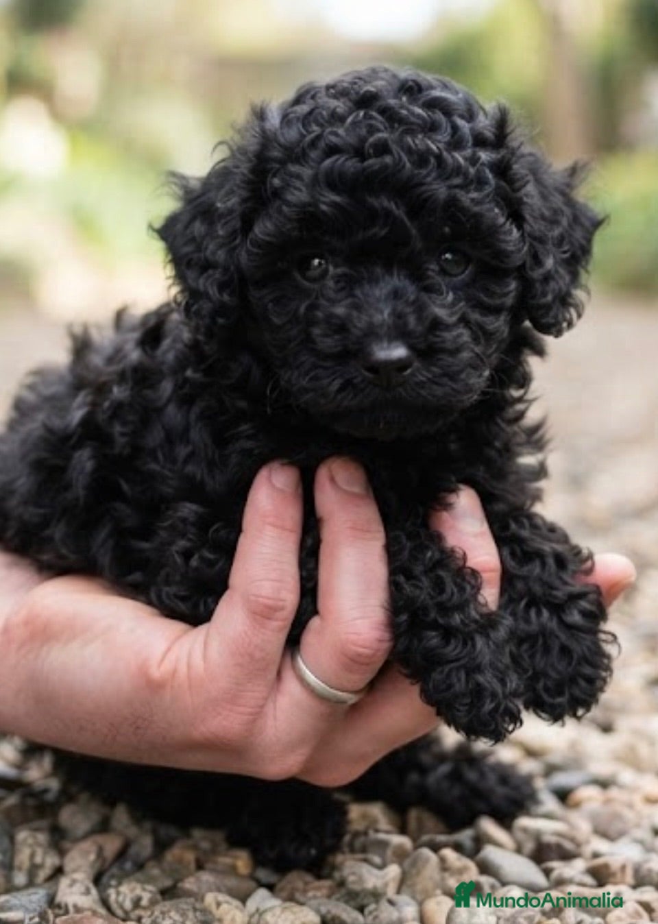 Caniche Toy perros Caniche toy - Anuncio 27