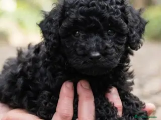 Caniche Toy perros Caniche toy - Anuncio 27
