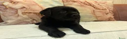 Labrador Retriever perros en venta: Labrador retriever  - Anuncio 5