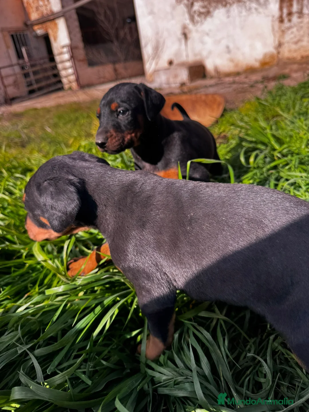 Dobermann perros en venta: Se venden doberman. - Anuncio 5
