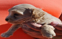 Maltipoo perros en venta: Cachorros Maltipoo machos  - Imagen 3
