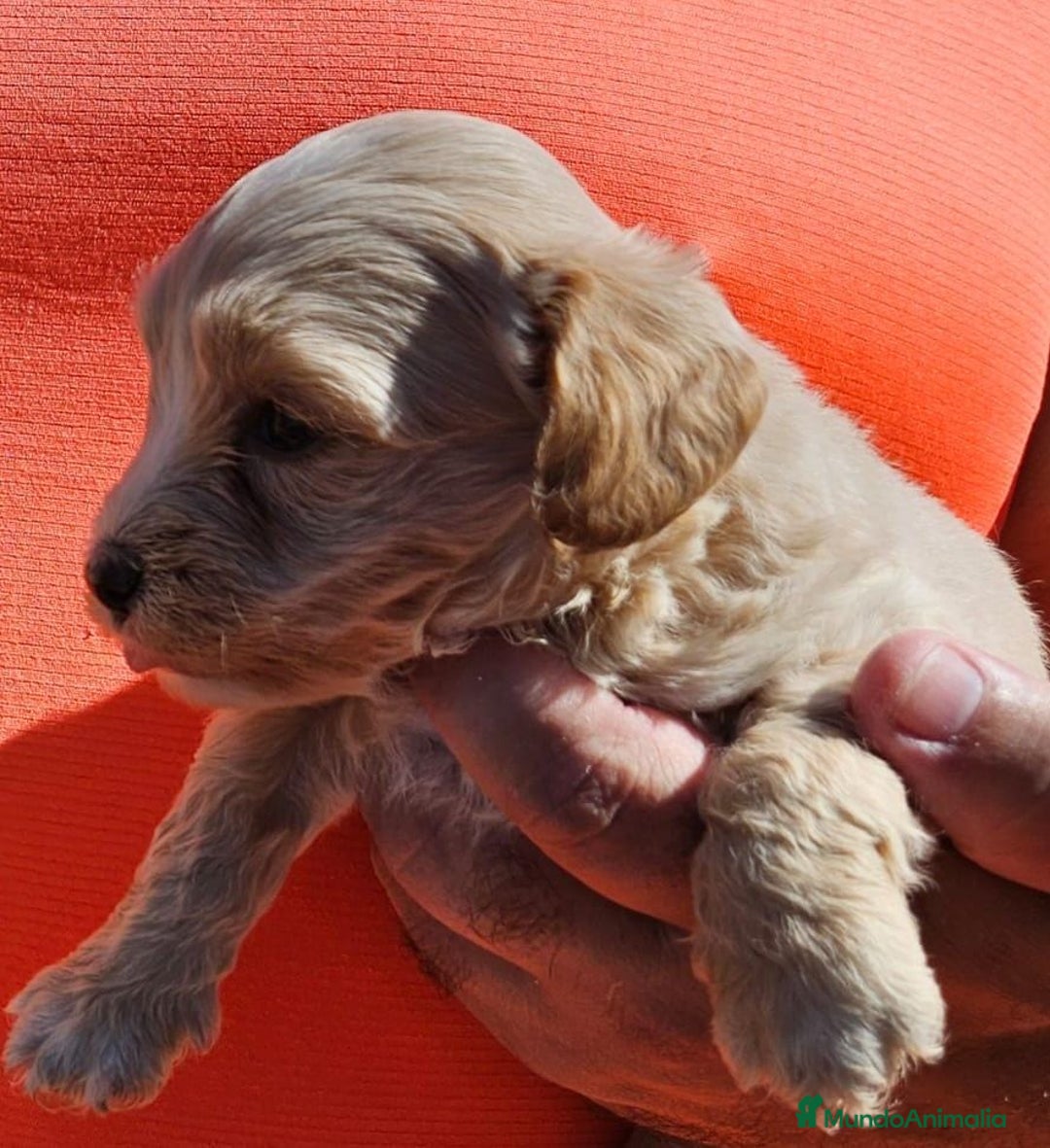 Maltipoo perros en venta: Cachorros Maltipoo machos  - Imagen 3