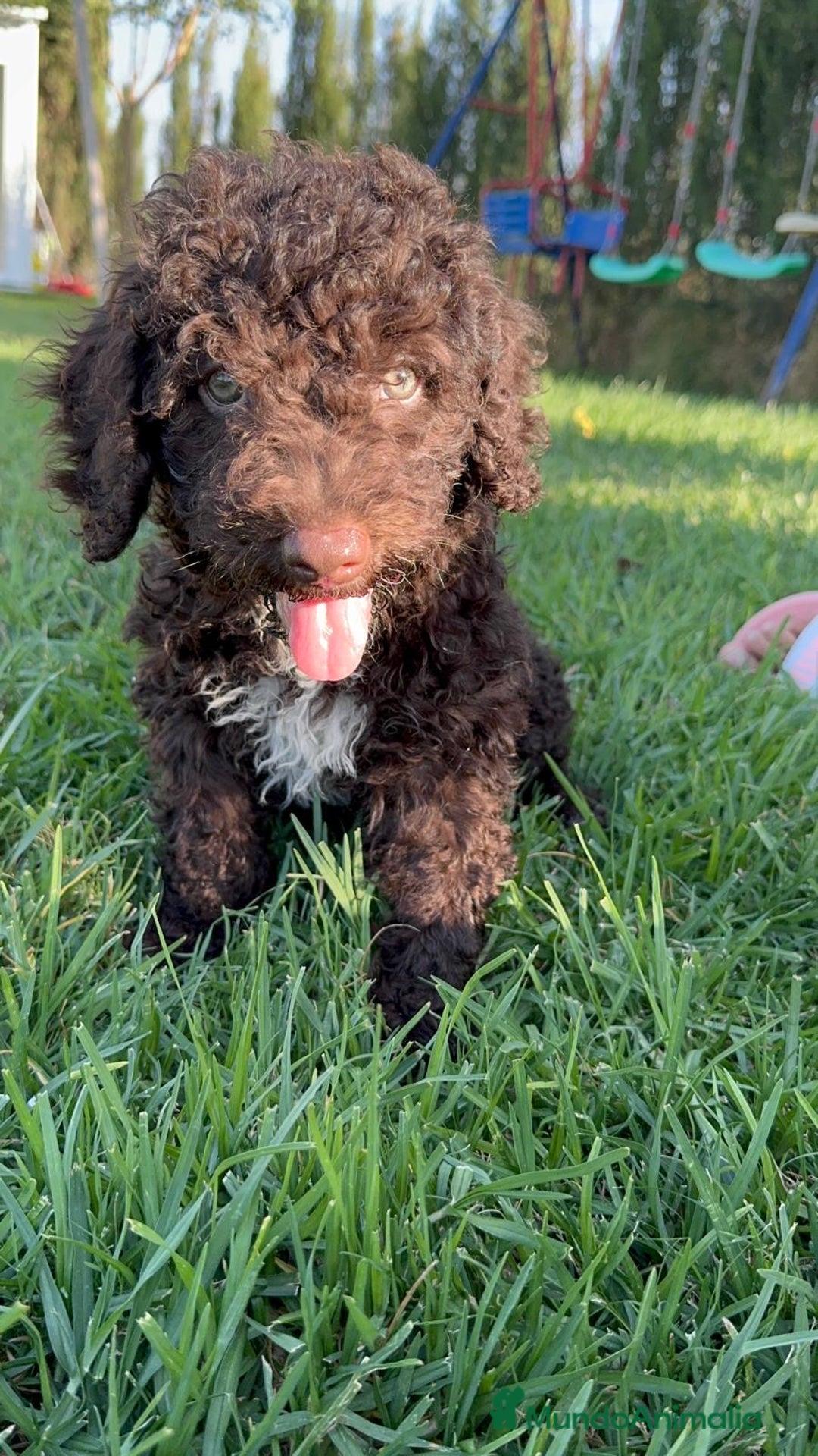 Perro de Agua Español perros en venta: PERRO DE AGUA ESPAÑOL - Imagen 9