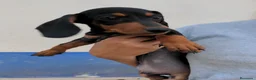 Teckel Miniatura perros en venta: Camada de teckel mini - Anuncio 3
