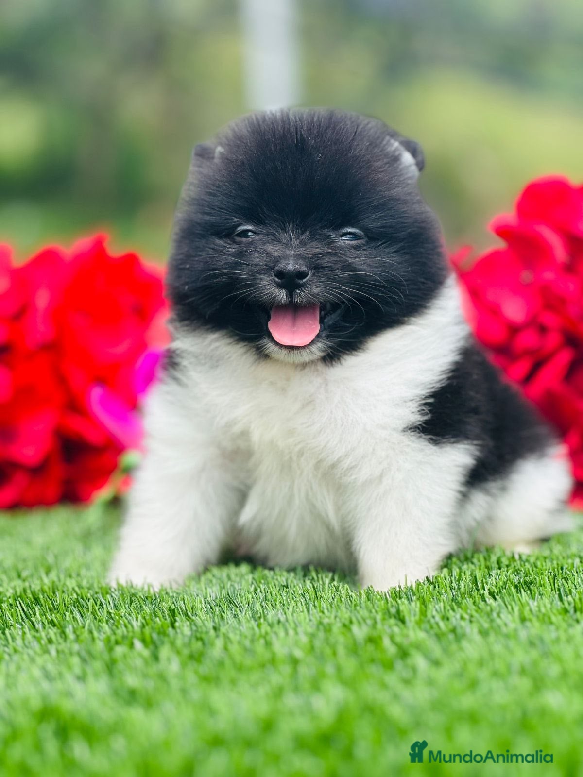 Pomerania perros CACHORRO LULU DE POMERANIA - Anuncio 8