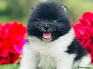 Pomerania perros CACHORRO LULU DE POMERANIA - Anuncio 7