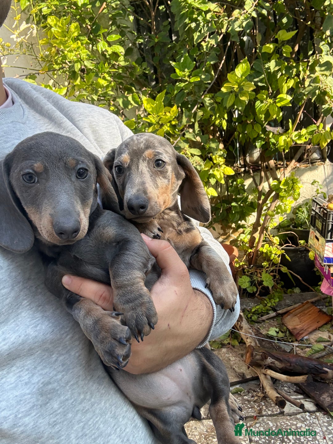 Teckel perros en venta: Teckels mini y kaninchen  - Anuncio 1