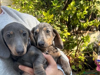 Teckel perros Teckels mini y kaninchen - Anuncio 1