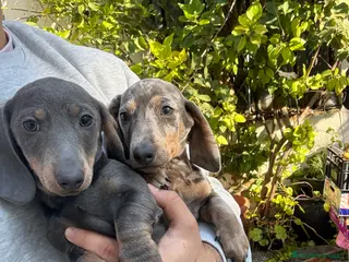 Teckel perros Teckels mini y kaninchen - Anuncio 28