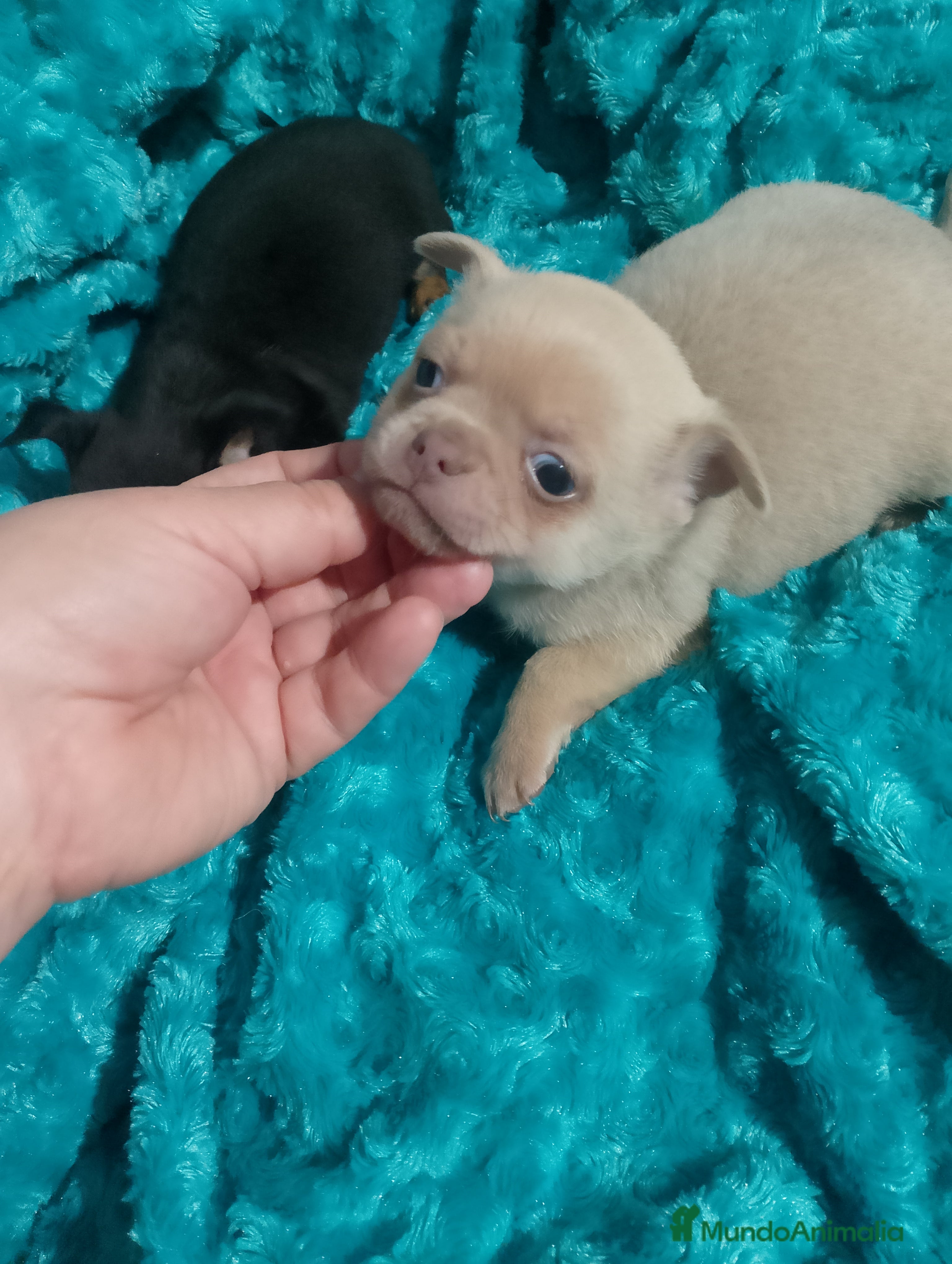 Chihuahua perros lilac con ojos grises y negros tricolor  - Anuncio 1