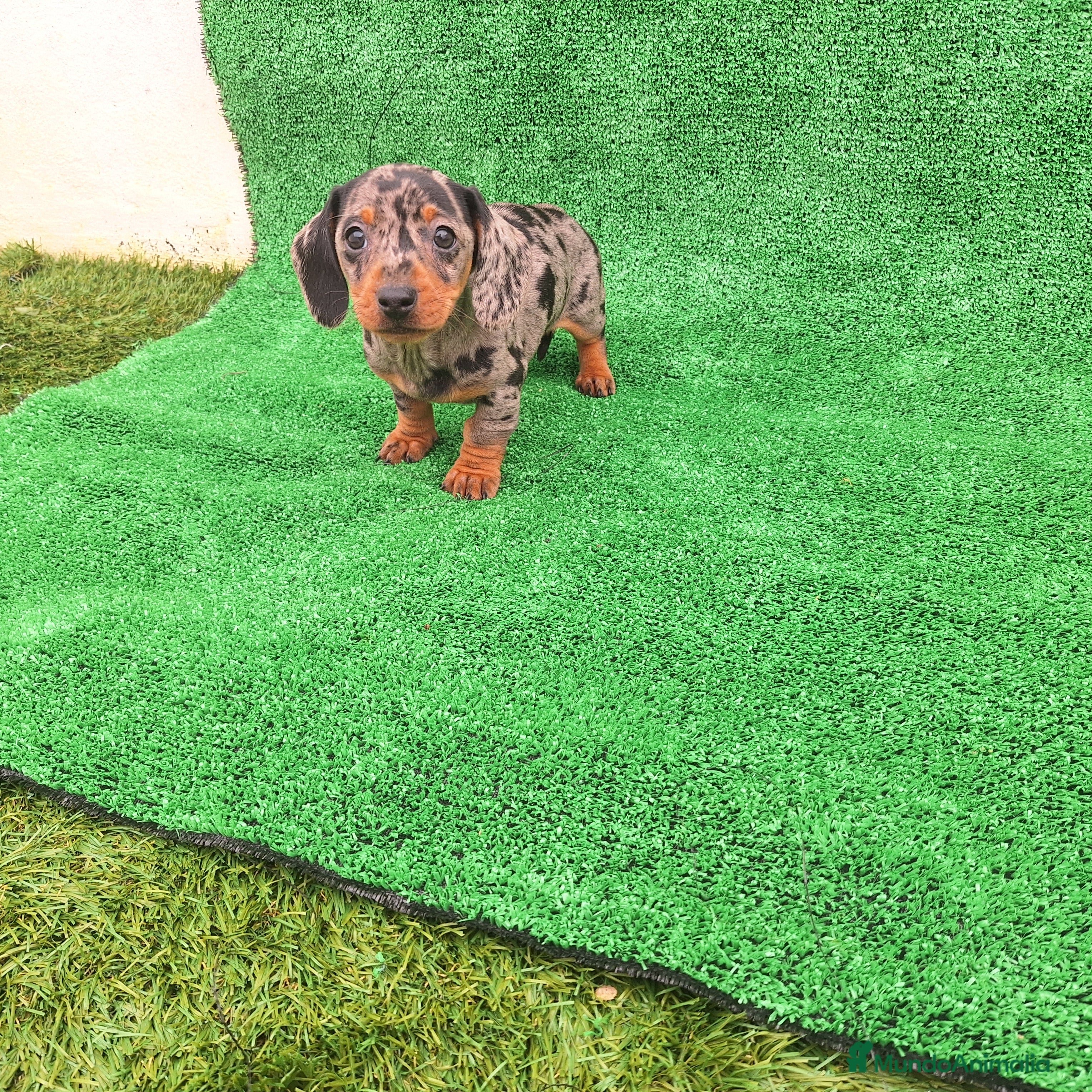 Teckel Miniatura perros TECKEL MINIATURA & KANINCHEN  - Anuncio 2