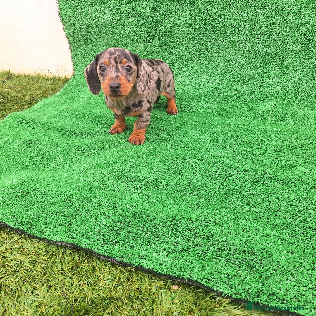 Teckel Miniatura perros en venta: TECKEL MINIATURA & KANINCHEN  - Anuncio 1