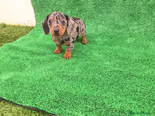 Teckel Miniatura perros TECKEL MINIATURA & KANINCHEN - Anuncio 2